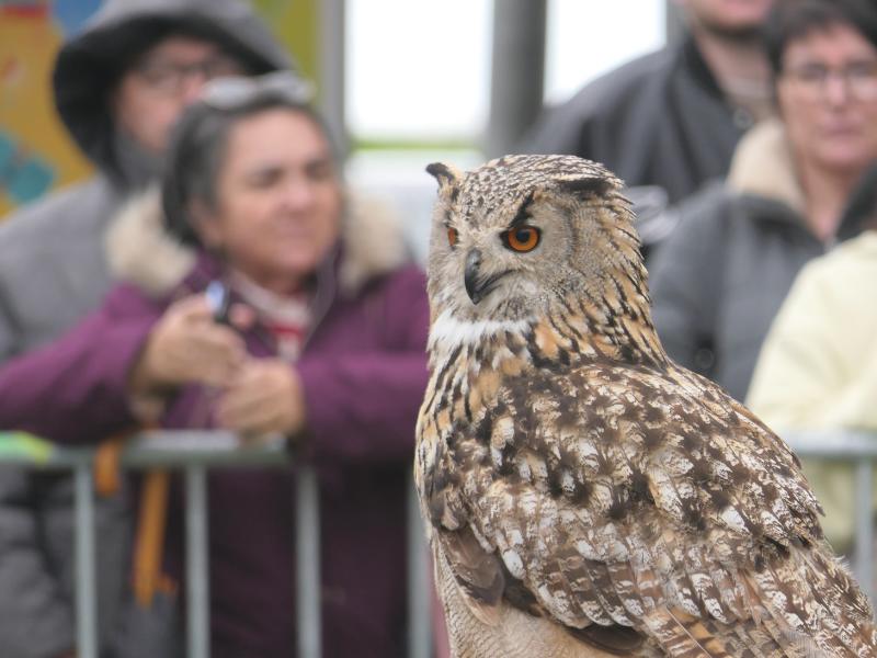 Fête des rapaces et "Spectacle de fauconnerie" à Terres d'Oiseaux