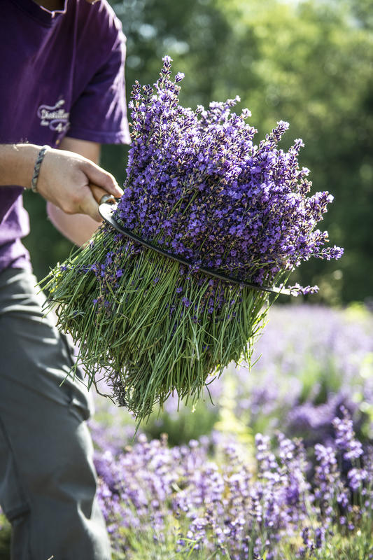 Distillerie des 4 Vallées
