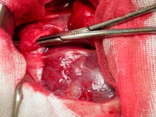 Clinique vétérinaire du Cèdre