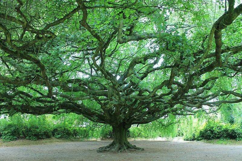 Arbres remarquables de France