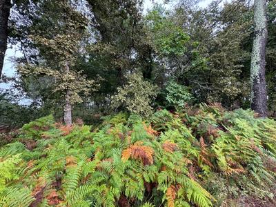 Terrain - 51 575 m²