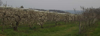 Vergers du Bel Air