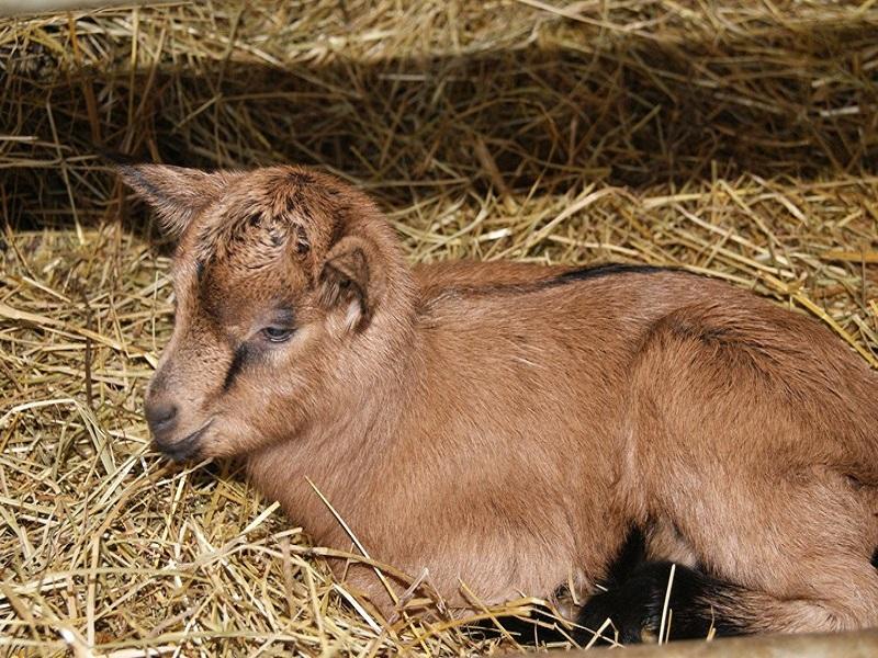 Atelier découverte : les chevrettes et la magie du fromage