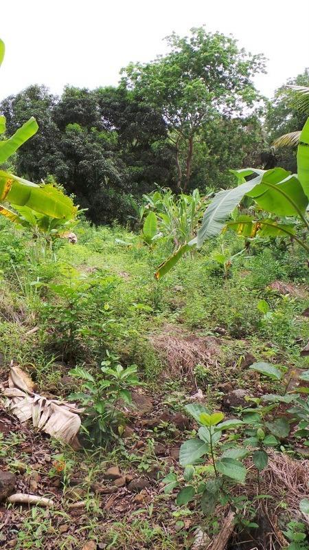 Terrain agricole - 3 328 m²