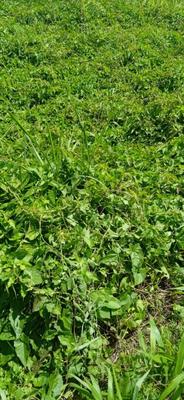 Terrain constructible - 556 m²