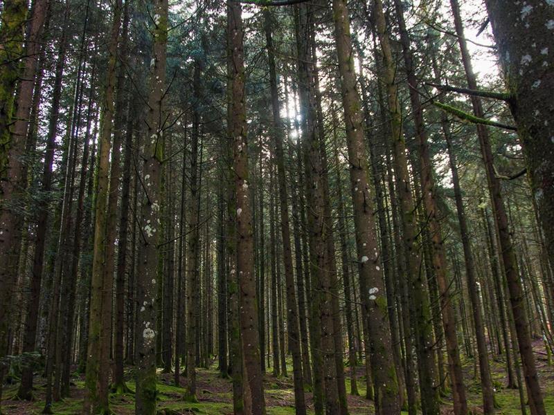A l'écoute de la forêt, vivez l'automne autrement