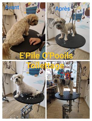 Salon Toilettage E'Pile O'Pooils