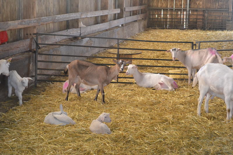 Invitation : « les Chèvres d’Argonne » par Sophie Laluc