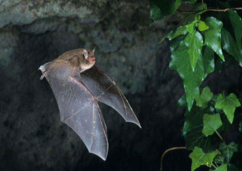 Sortie nature Cpie Pays Basque : "L'envol de la chauve-souris"