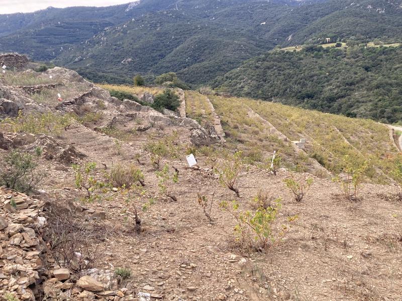 Terrain agricole - 10 846 m²