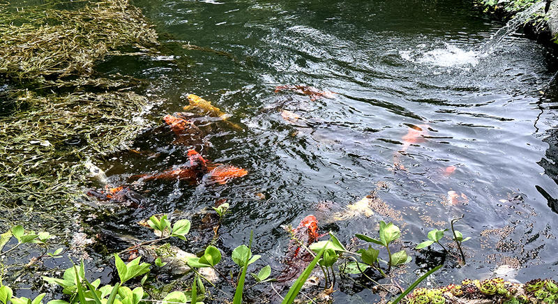 Maison de maîtres - 320 m² - 6 pièces