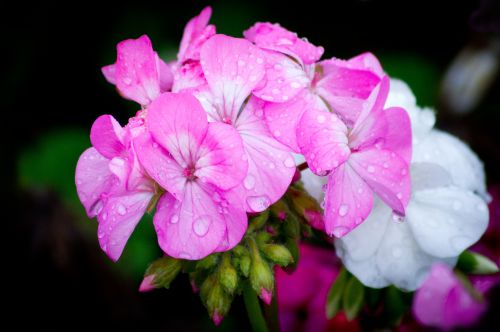 Révél-Action Photos