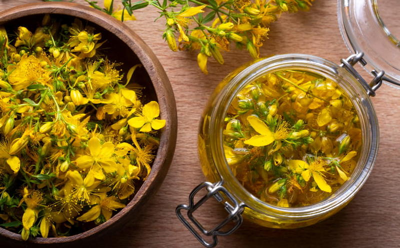 Cuisinons les plantes sauvages