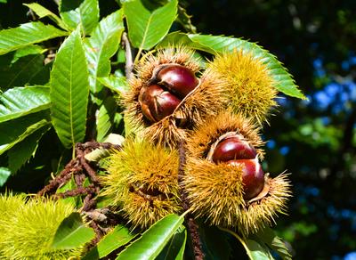 Journée Portes Ouvertes - le châtaignier de l'arbre à l'assiette