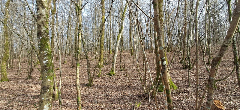 Terrain de loisirs - 1 477 m²