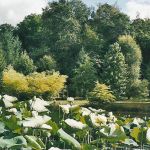 Arboretum d'Al Gaulhia