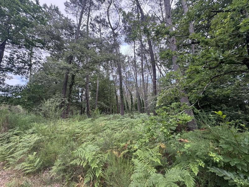 Terrain - 141 093 m²