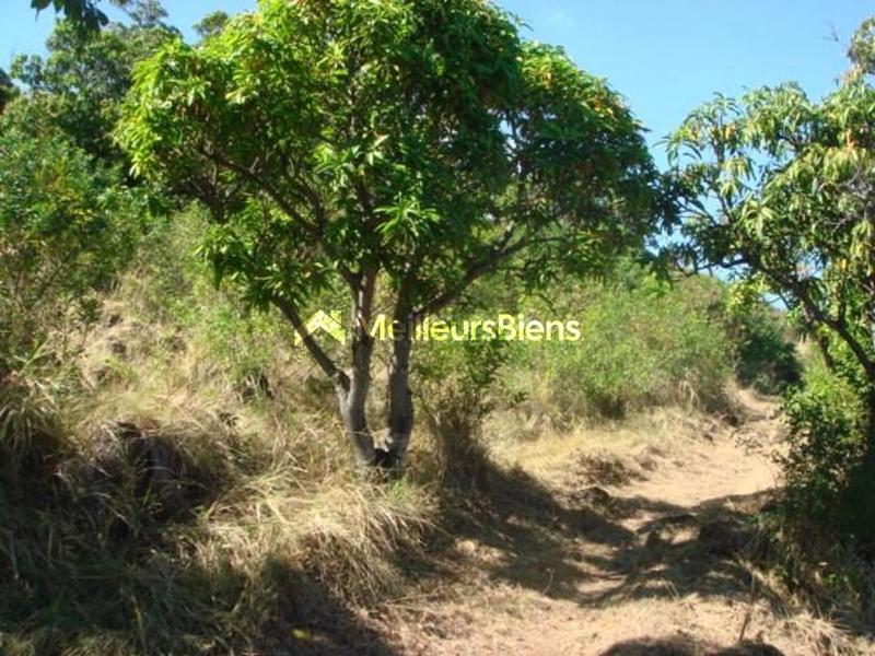 Terrain constructible - 3 650 m²