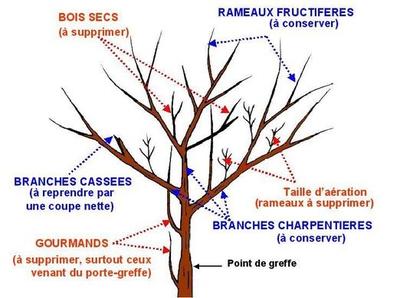 Le Battement d'ailes : Formation "Architecture et physiologie au service de la conduite des arbres fruitiers"