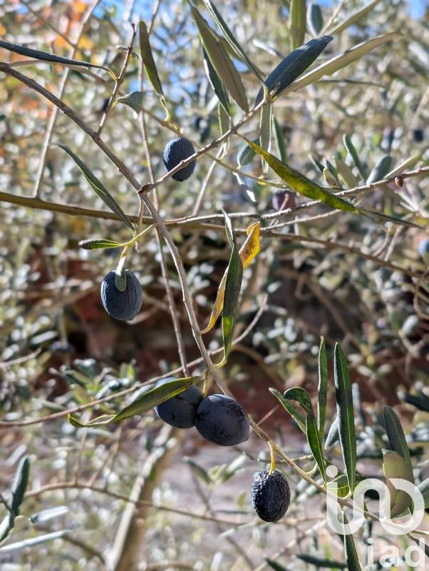 Maison - 237 m² - 7 pièces