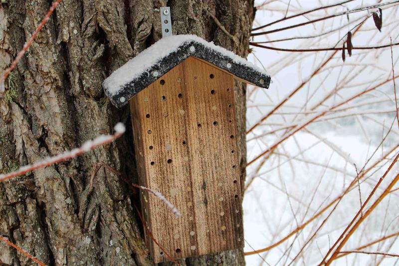 Atelier : Hotel à insectes