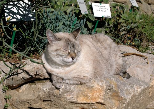 Jardin aux Plantes Parfumées