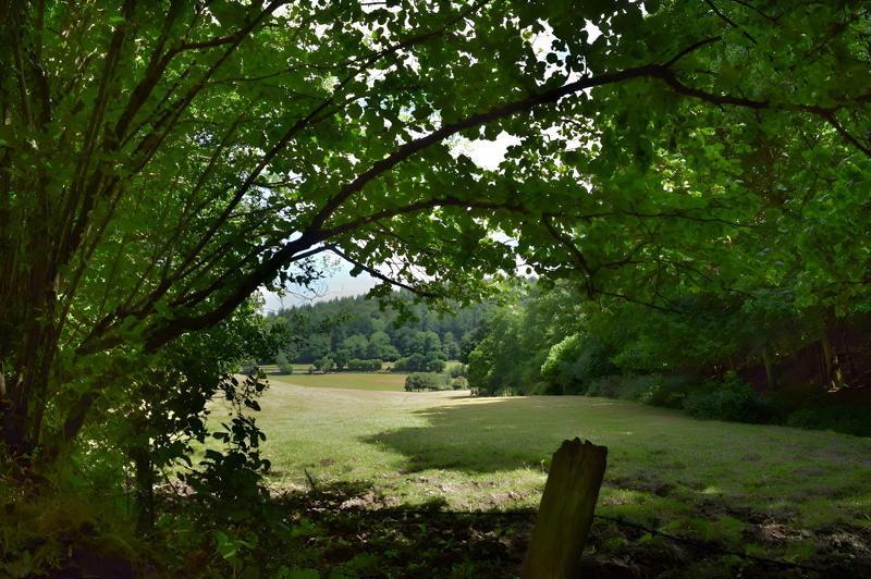 Les oiseaux de l'arboretum