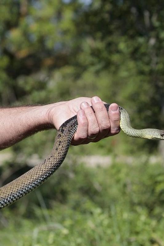 Sur la piste des serpents au Vigueirat