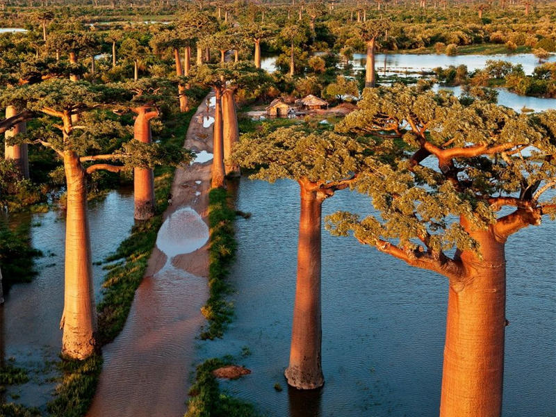 Baobabs - Photos de Pascal Maitre