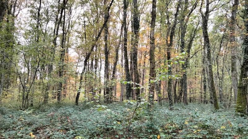 Terrain - 18 490 m²