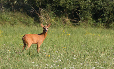 Le réveil des chevreuils
