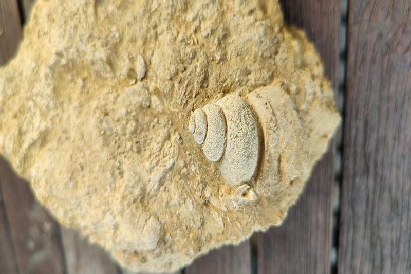 Atelier famille : Dégagement et préparation de fossiles