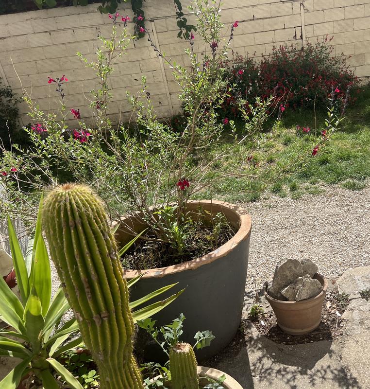 Appartement - 85 m² - 5 pièces