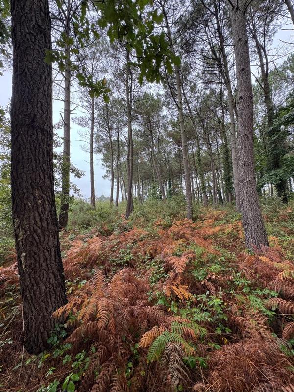 Terrain - 51 575 m²