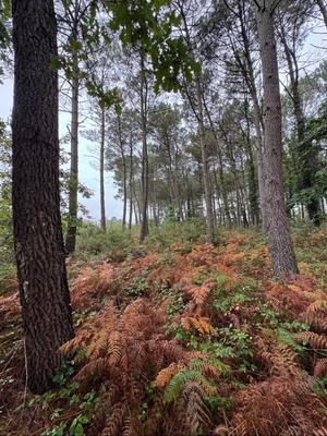 Terrain - 51 575 m²