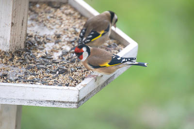 Initiation à la reconnaissance des oiseaux