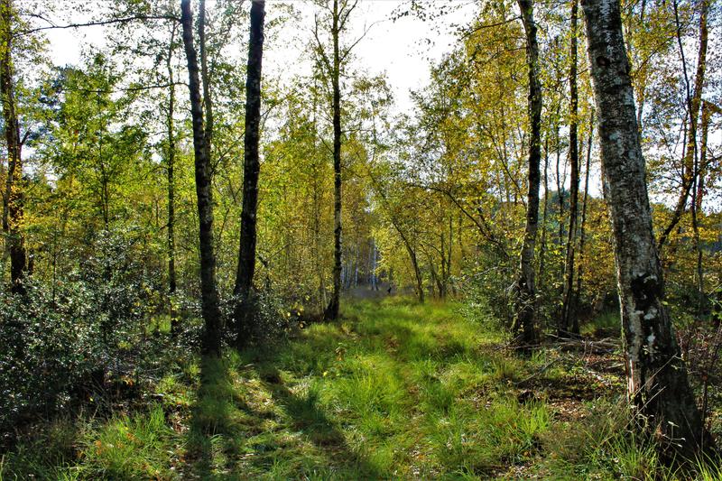 Escapades nature : la tourbière et la rivière