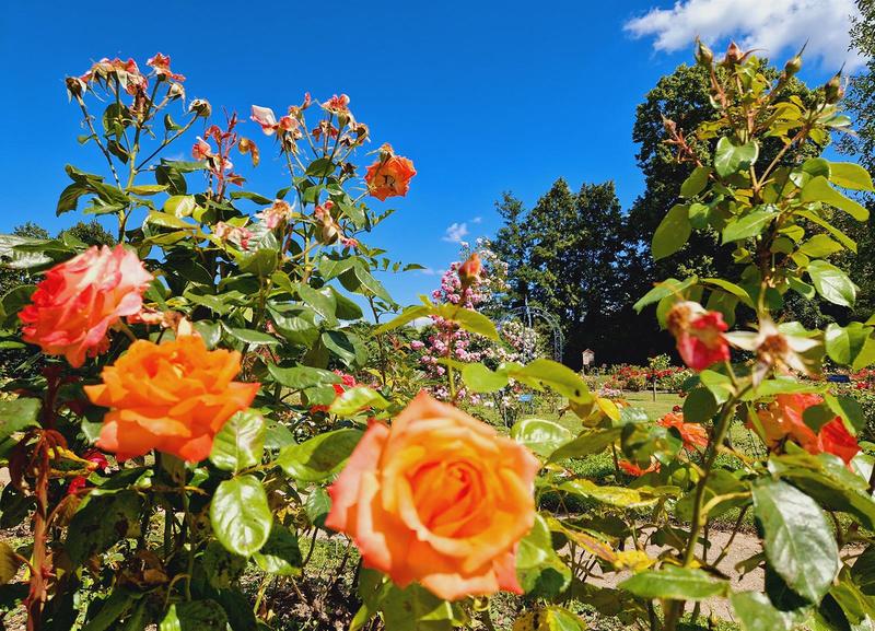 Visite guidée - Roseraie