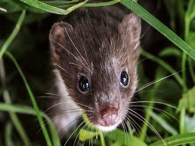 Exposition &quot;La vie secrète des petites bêtes d'ici&quot; - Livarot