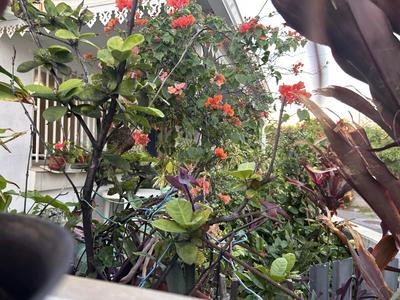 Maison - 90 m² - 6 pièces