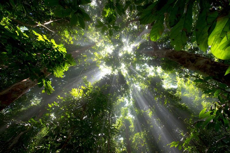 Exposition photographique - Remarq-Arbres