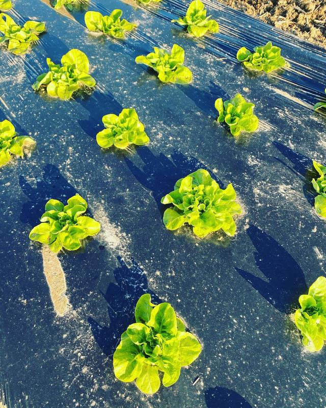 Ferme de Bretonvilliers