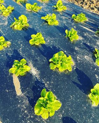 Ferme de Bretonvilliers