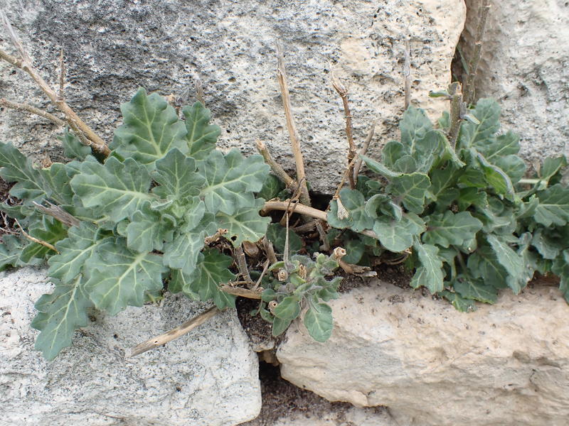 Balade plantes sauvages comestibles et médicinales
