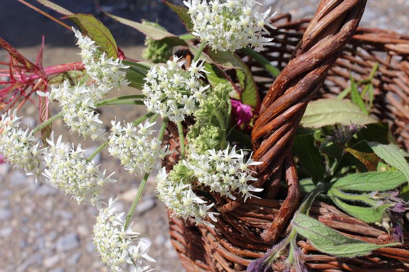 Initiation botanique