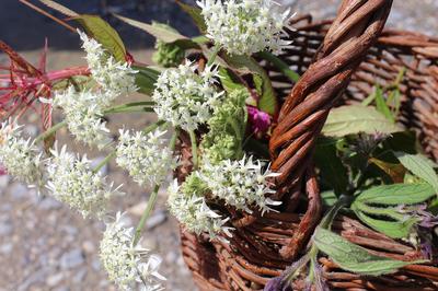 Initiation botanique