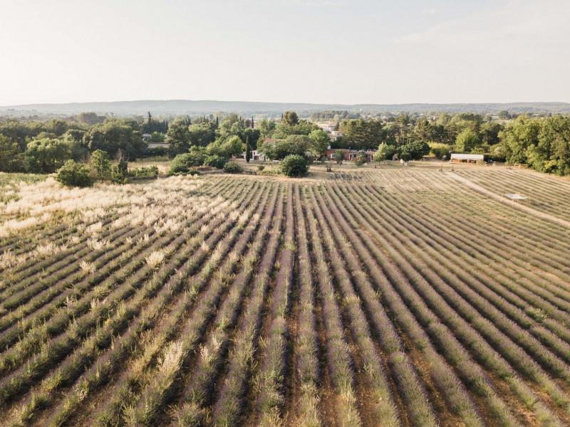 Visite des champs de lavande à Terre Ugo