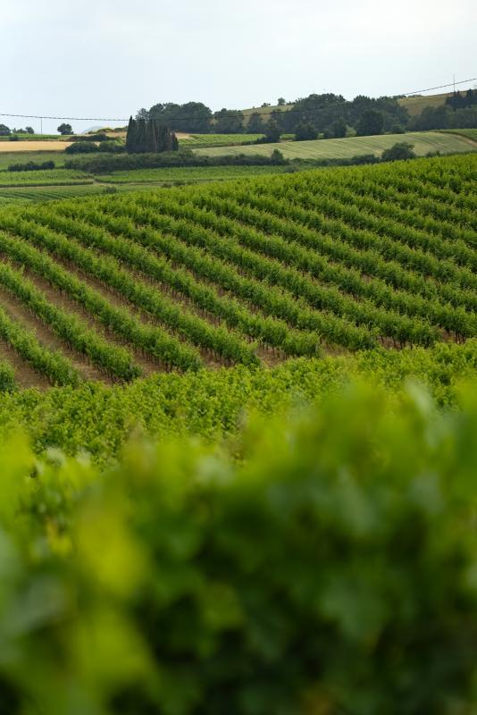 Terrain agricole - 360 000 m²