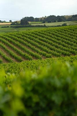 Terrain agricole - 360 000 m²