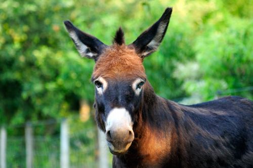 Jardin aux Plantes Parfumées